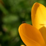 Moucheron sur crocus 2