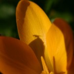 Moucheron sur crocus 3