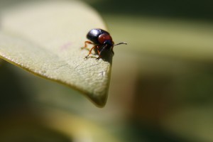 Criocère des céréales