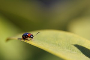 Criocère des céréales