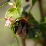 Bourdon des champs
