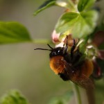 Bourdon des champs