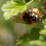 Bourdon des champs